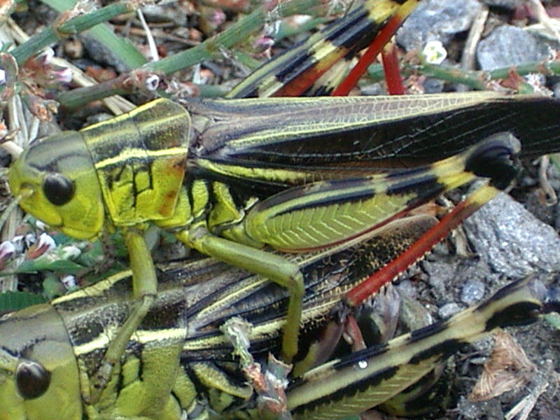 cavallette ... giocherellone (Arcyptera fusca)